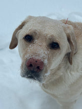 7/17/2026 (6pm) FRIDAY Customized Pet Portrait Workshop