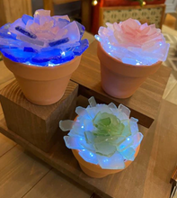 SOLD OUT 07/08/2024 Sea Glass Succulent WORKSHOP 6:30pm