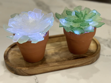 Sold Out 05/06/2024 Sea Glass Succulent WORKSHOP 6:30pm