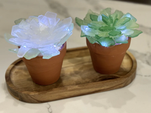 SOLD OUT 07/08/2024 Sea Glass Succulent WORKSHOP 6:30pm