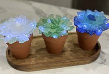 SOLD OUT 05/20/2024 Sea Glass Succulent WORKSHOP 6:30pm