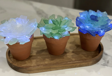 SOLD OUT 07/08/2024 Sea Glass Succulent WORKSHOP 6:30pm