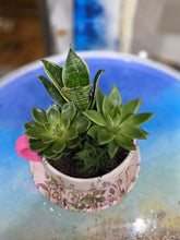 11/19/2026 (6pm) THURSDAY 🌿 Paint, Plant & Bloom: A Succulent Teacup Workshop w/ Stoughton Flower Shop