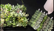 05/08/2023 Get Your Plant On (Succulent and Wood Box Workshop) at Uva Wine Bar, Plymouth MA 7pm