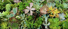 05/08/2023 Get Your Plant On (Succulent and Wood Box Workshop) at Uva Wine Bar, Plymouth MA 7pm